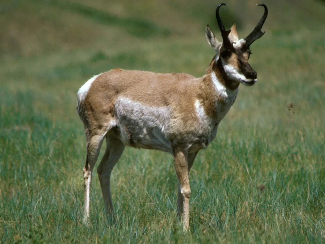 deer3.jpg