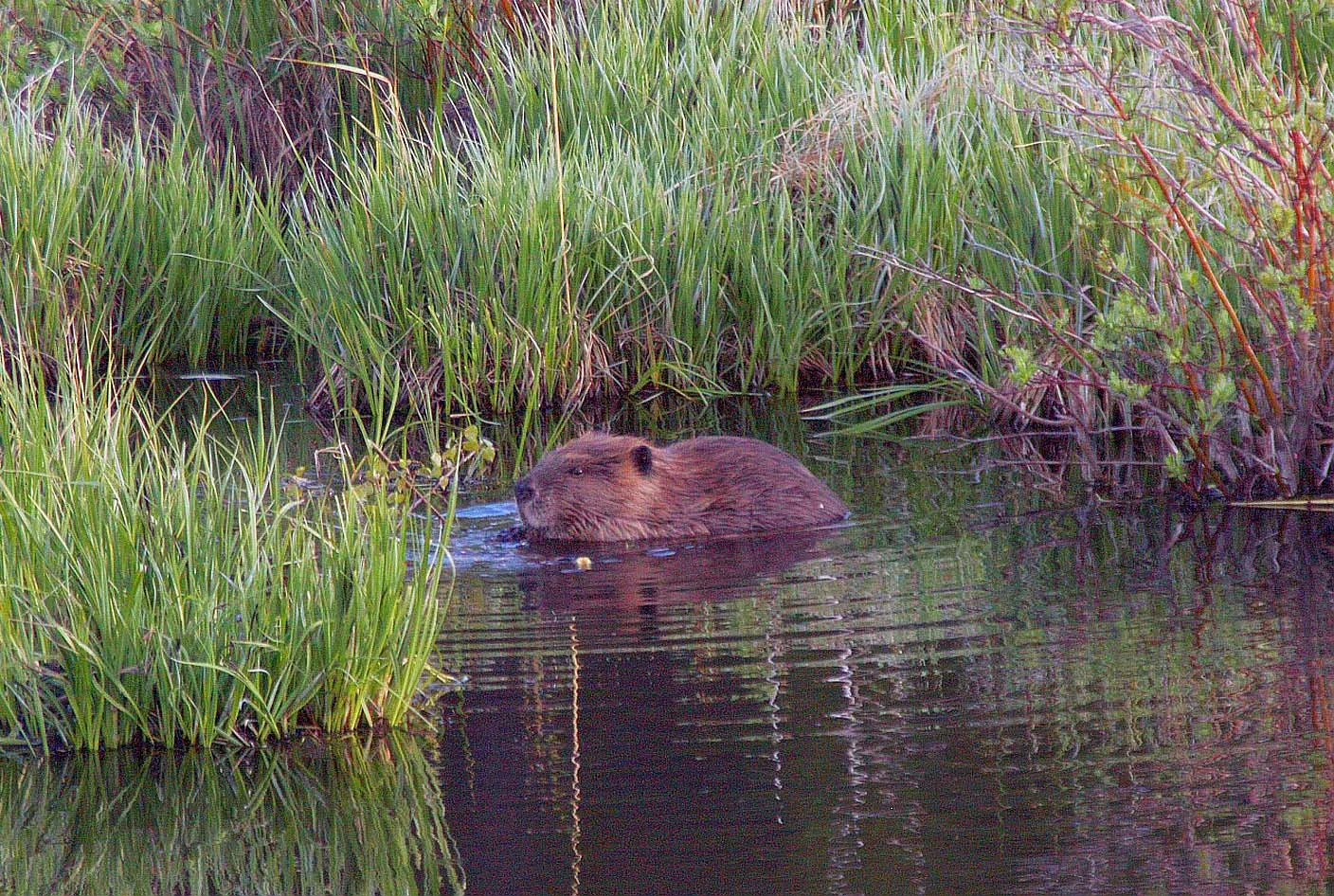 beaver 1.jpg