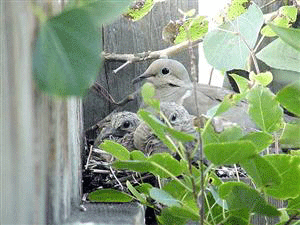 mourning-dove.gif