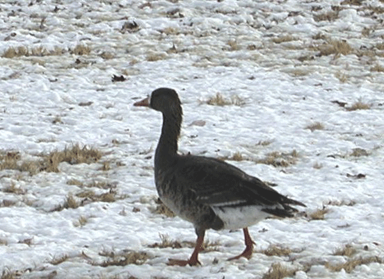 white-fronted-goose.gif