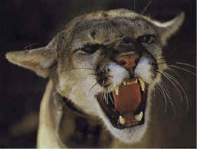 MountainLionSnarling.gif