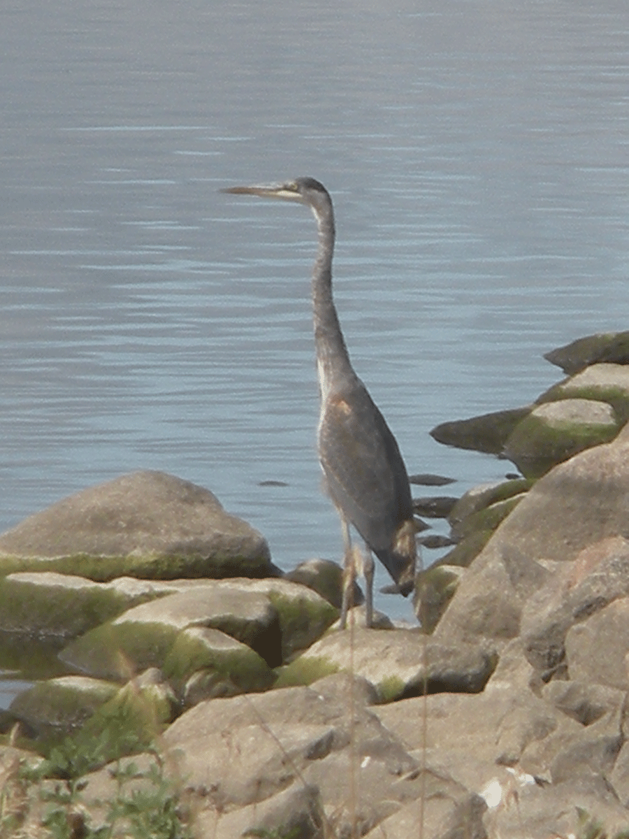 greatblueheron2.gif