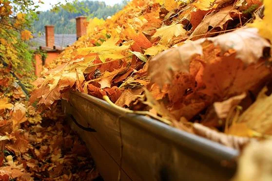 Fall is Here! Keep Your Roof Clean with These 3 Tips from the Roofing Contractors at Coates Brothers