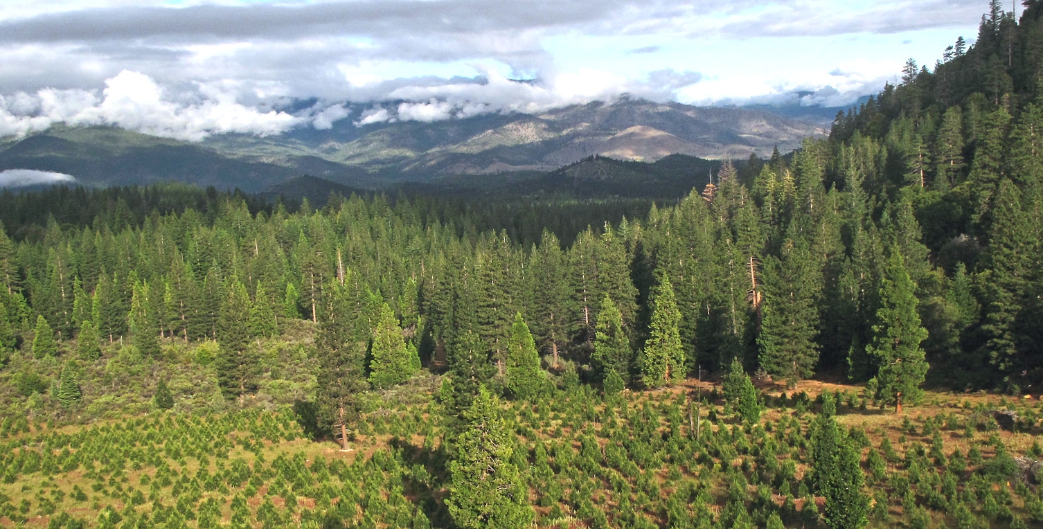 Reforestation_Southern_Oregon_2.jpg