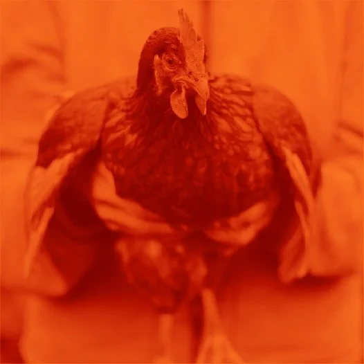 BidPreview4red.jpg
