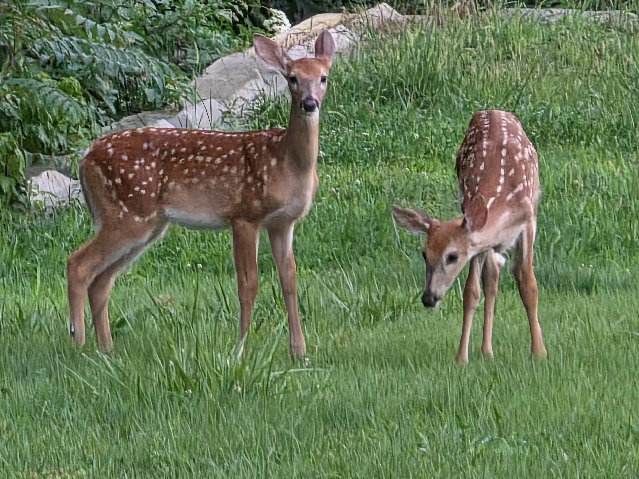Diane Todd - Deer Highland 2