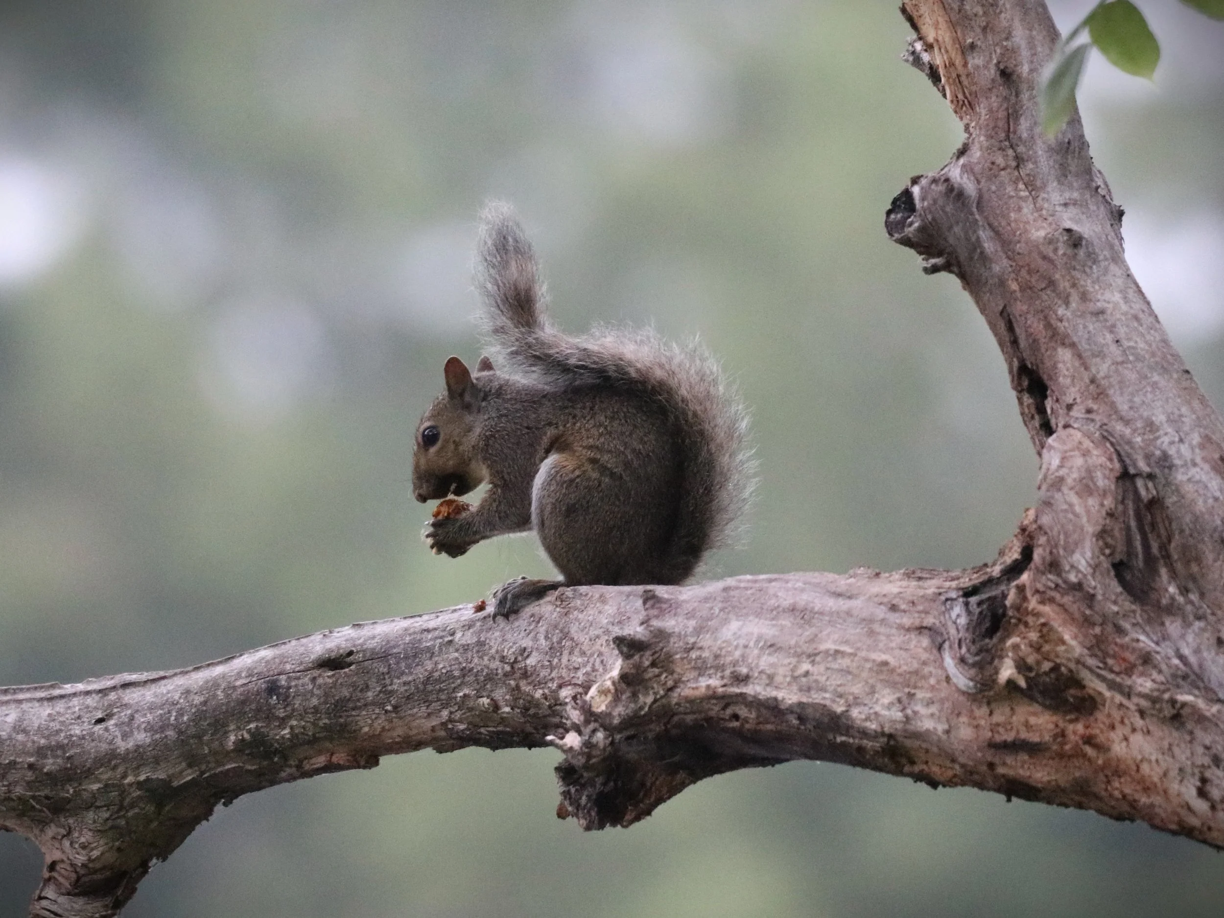 Michelle Roach - Squirrel at Crystal Lake