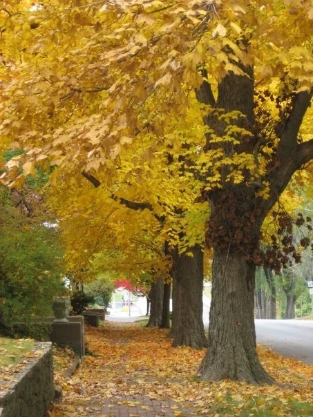 Terry Etherton - Main in the fall