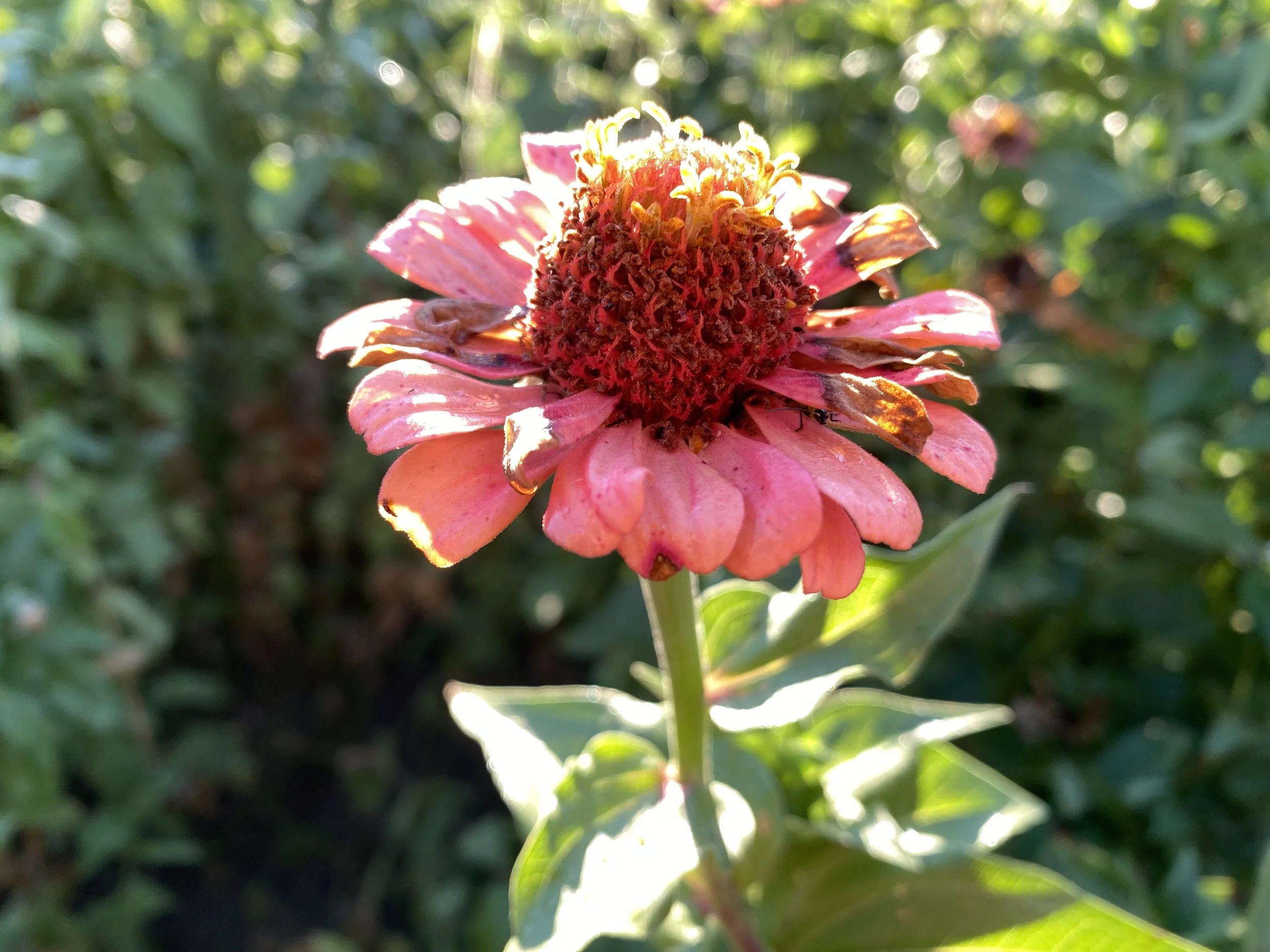 Micah Brandt - flower