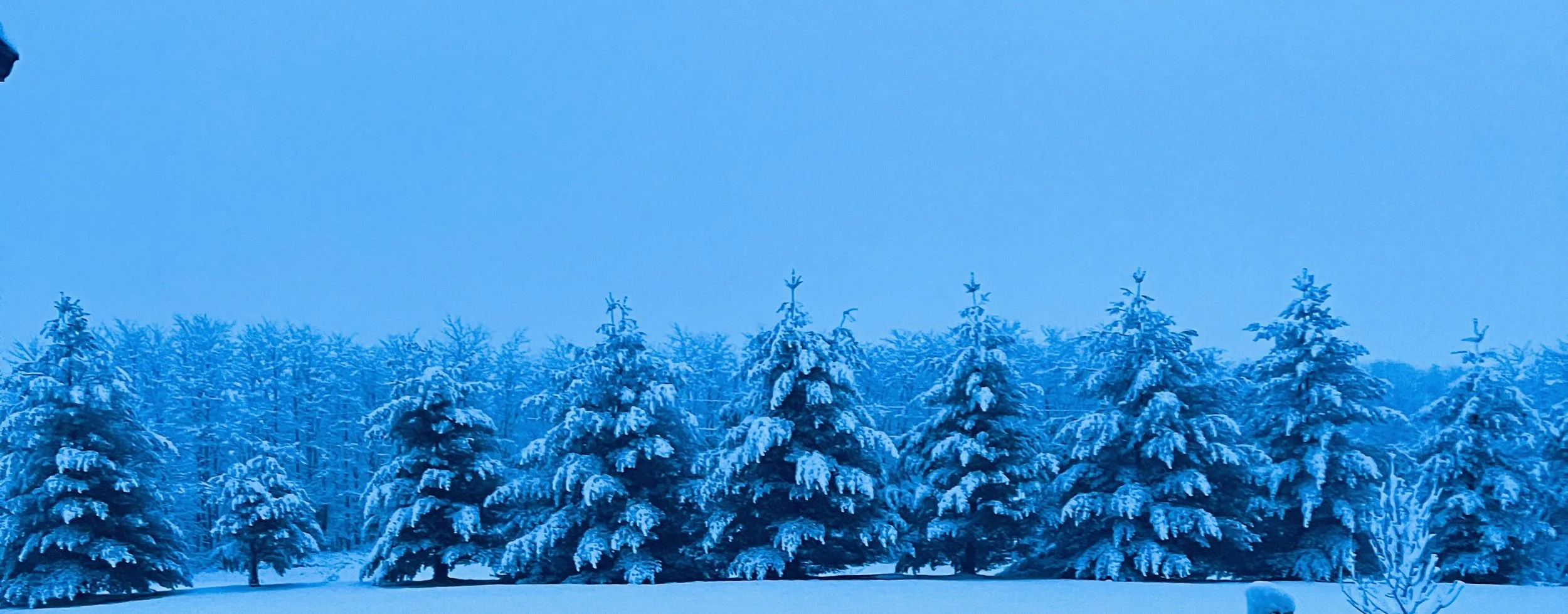 Carol Coen - East Lexington trees