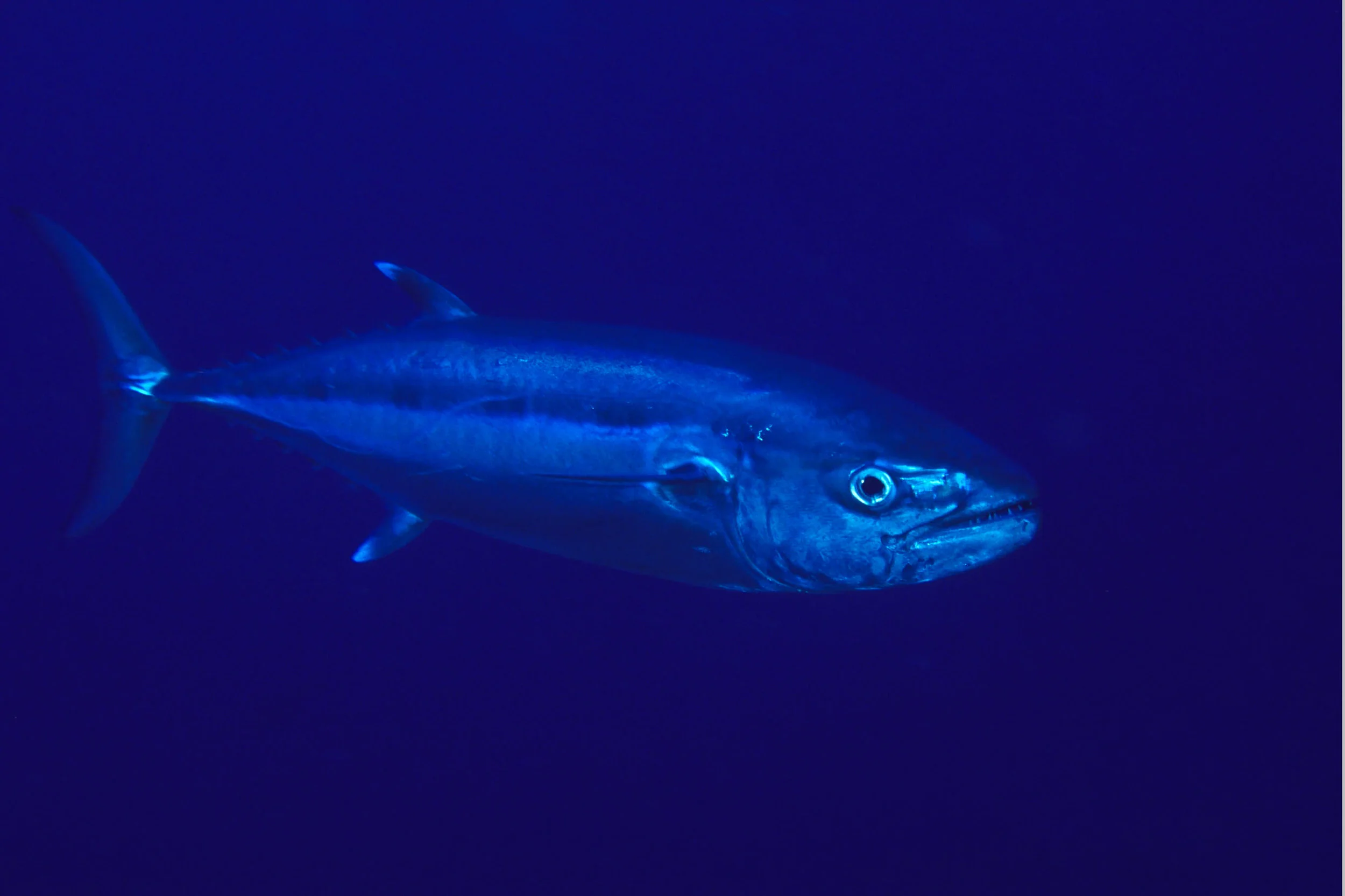 Dogtooth+for+Aimrite+Ad[2] 2.JPG