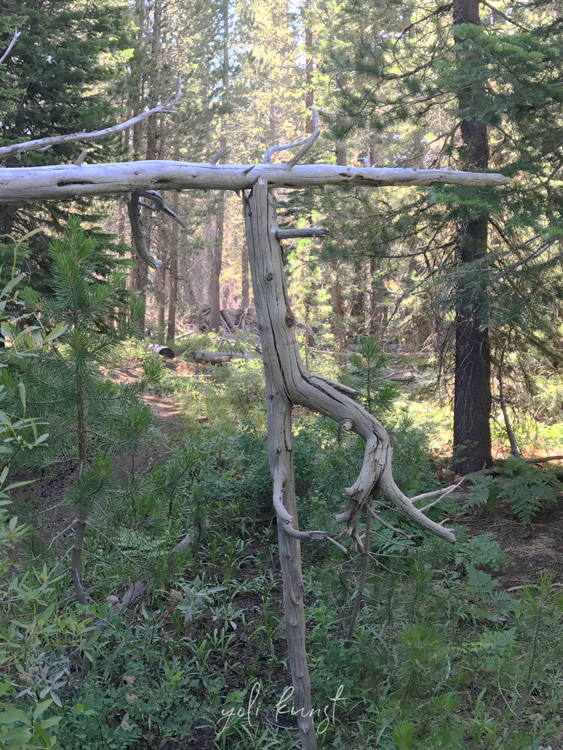tree-pose.jpg