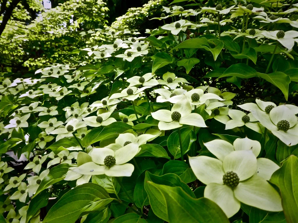 thumb_P1360553_1024.jpg