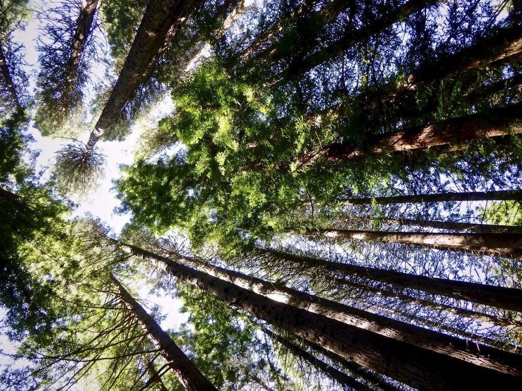 Ever been to Hoyt Arboretum in Portland, Oregon?
