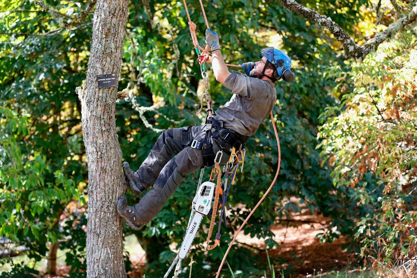 Eric in a Raisin Tree