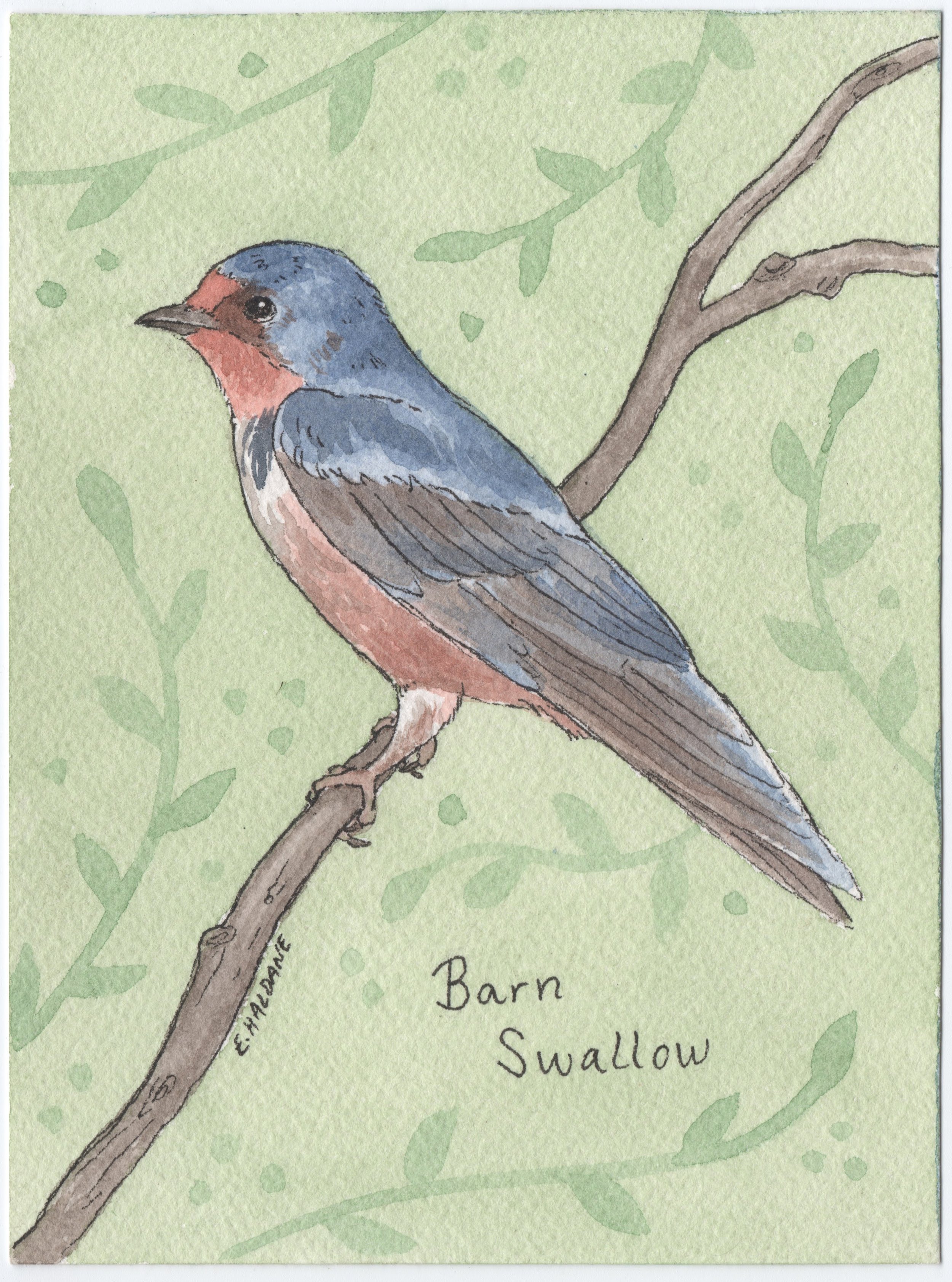 Barn Swallow.jpg