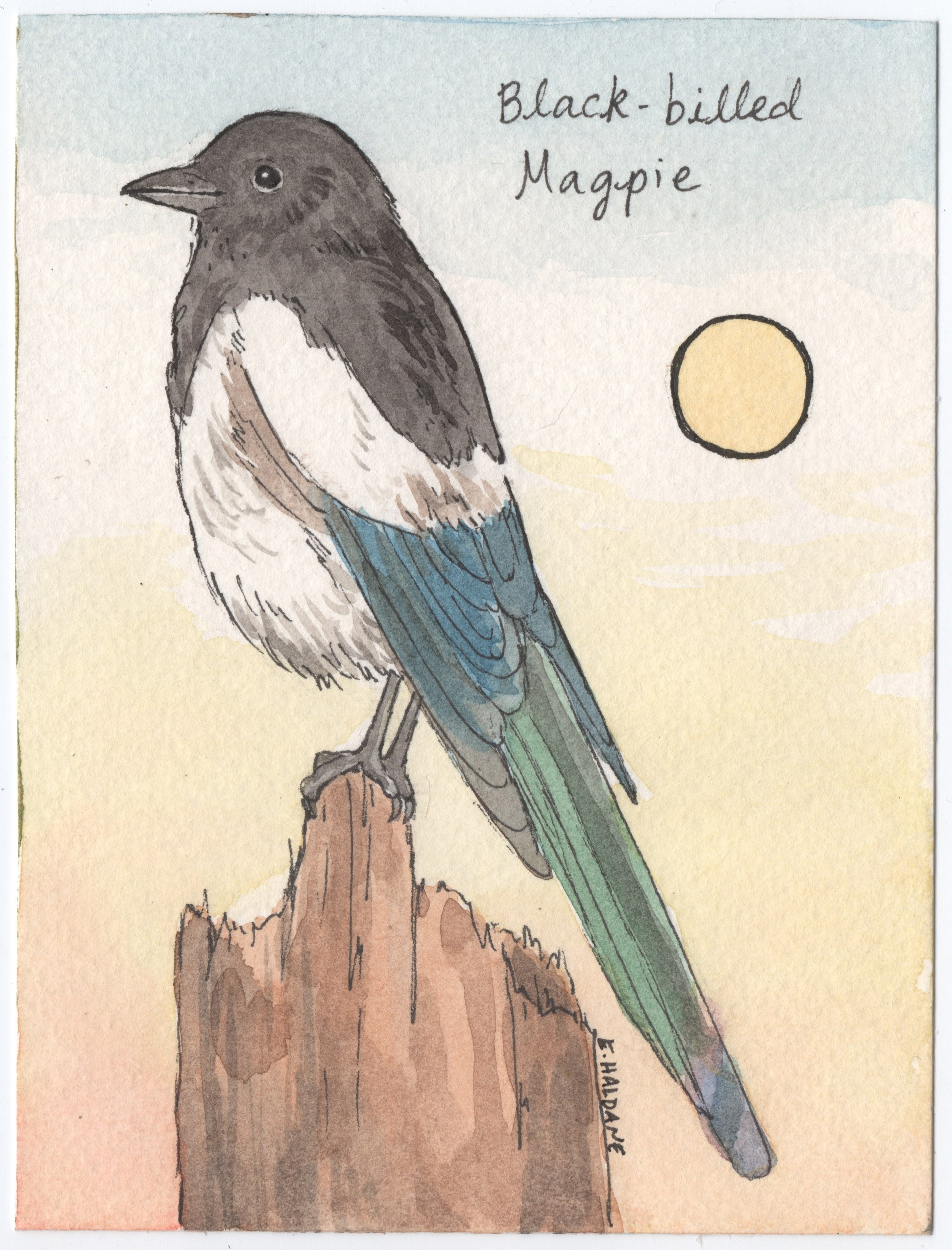 Magpie.jpg