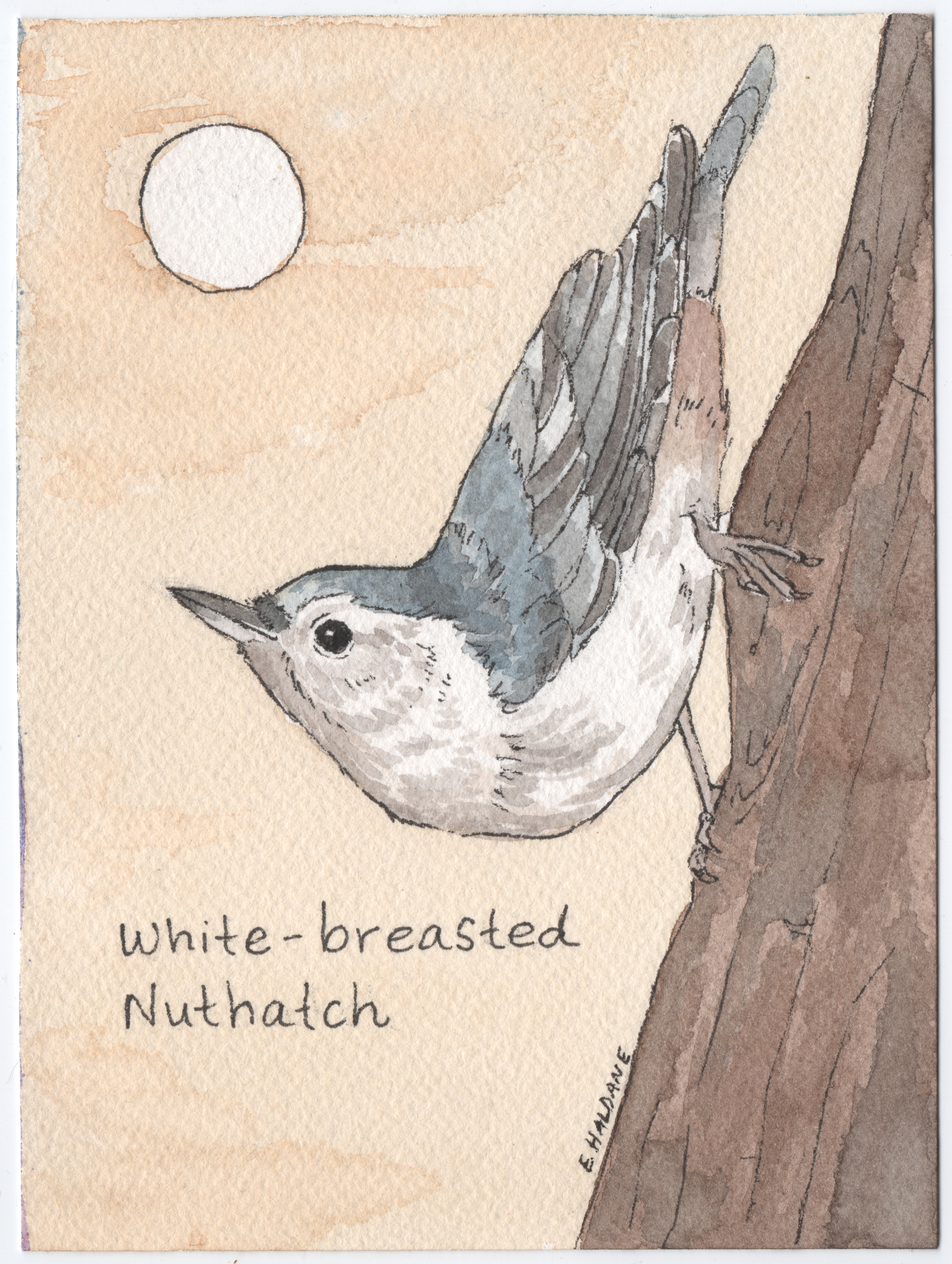 nuthatch.png