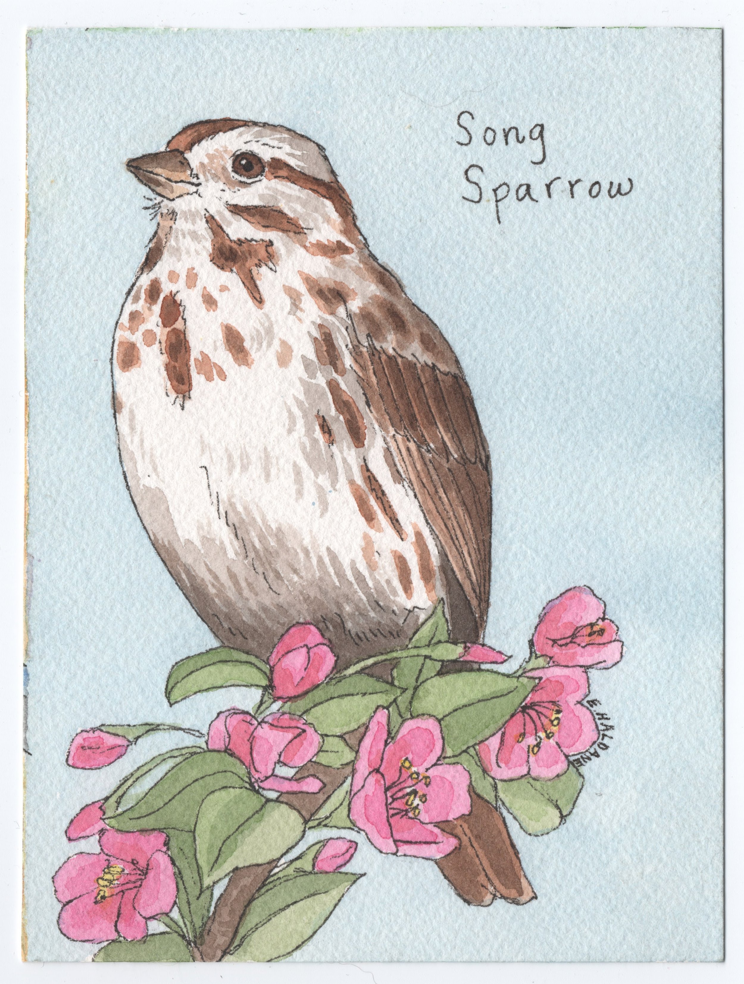 Song Sparrow.jpg