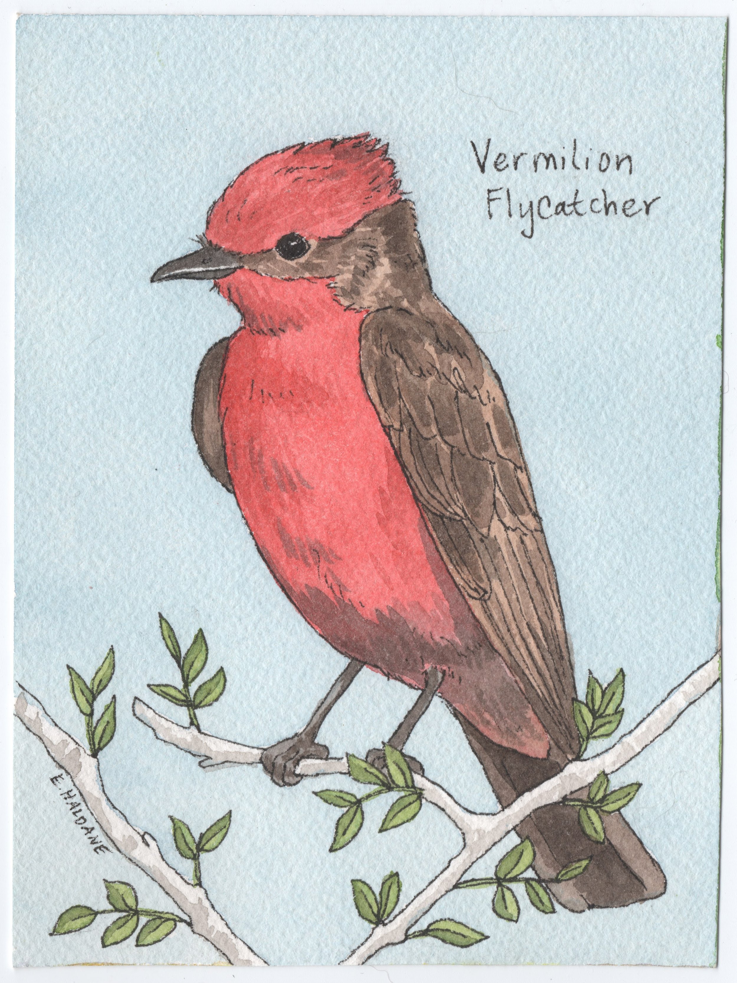 Vermilion flycatcher.jpg