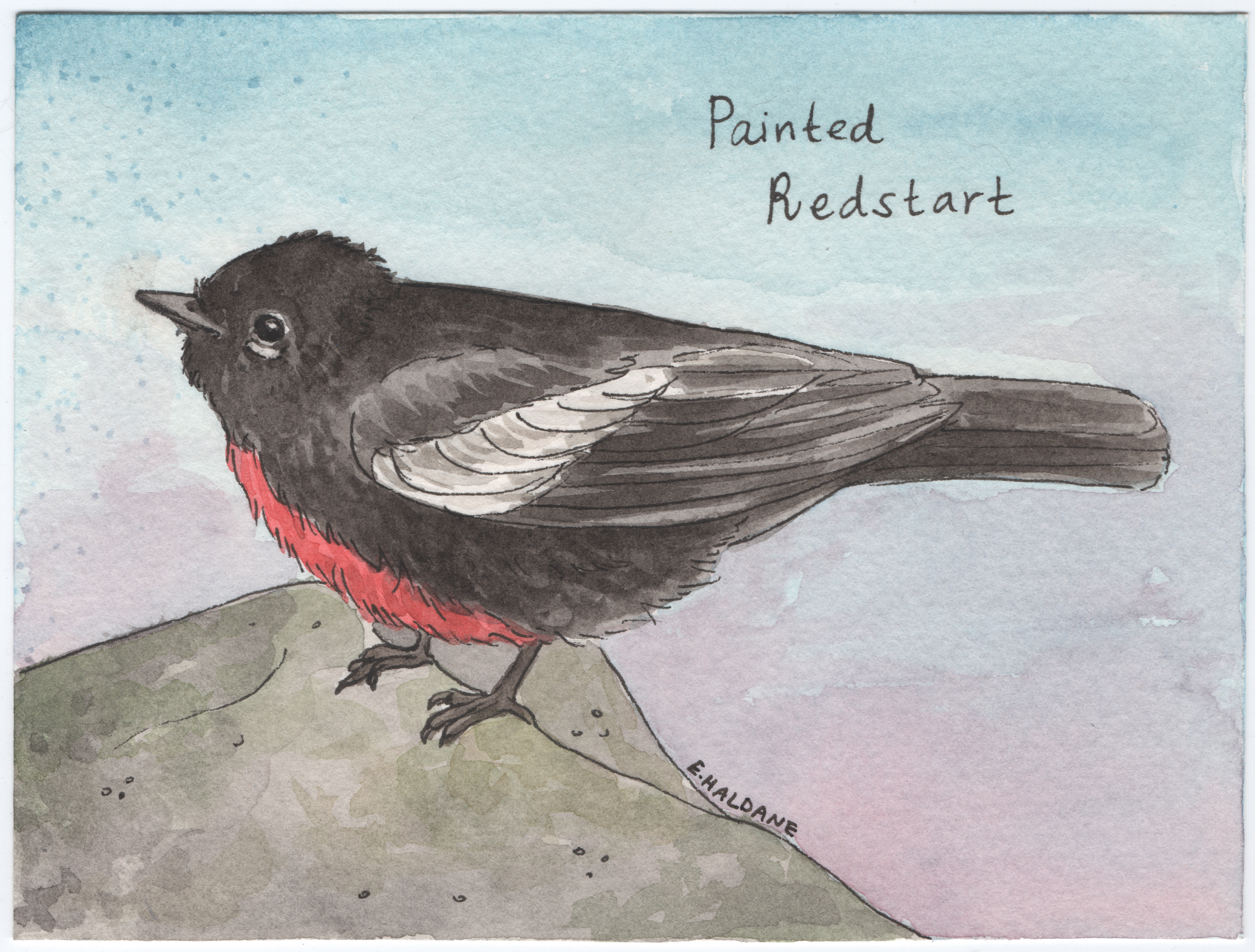 Redstart.png