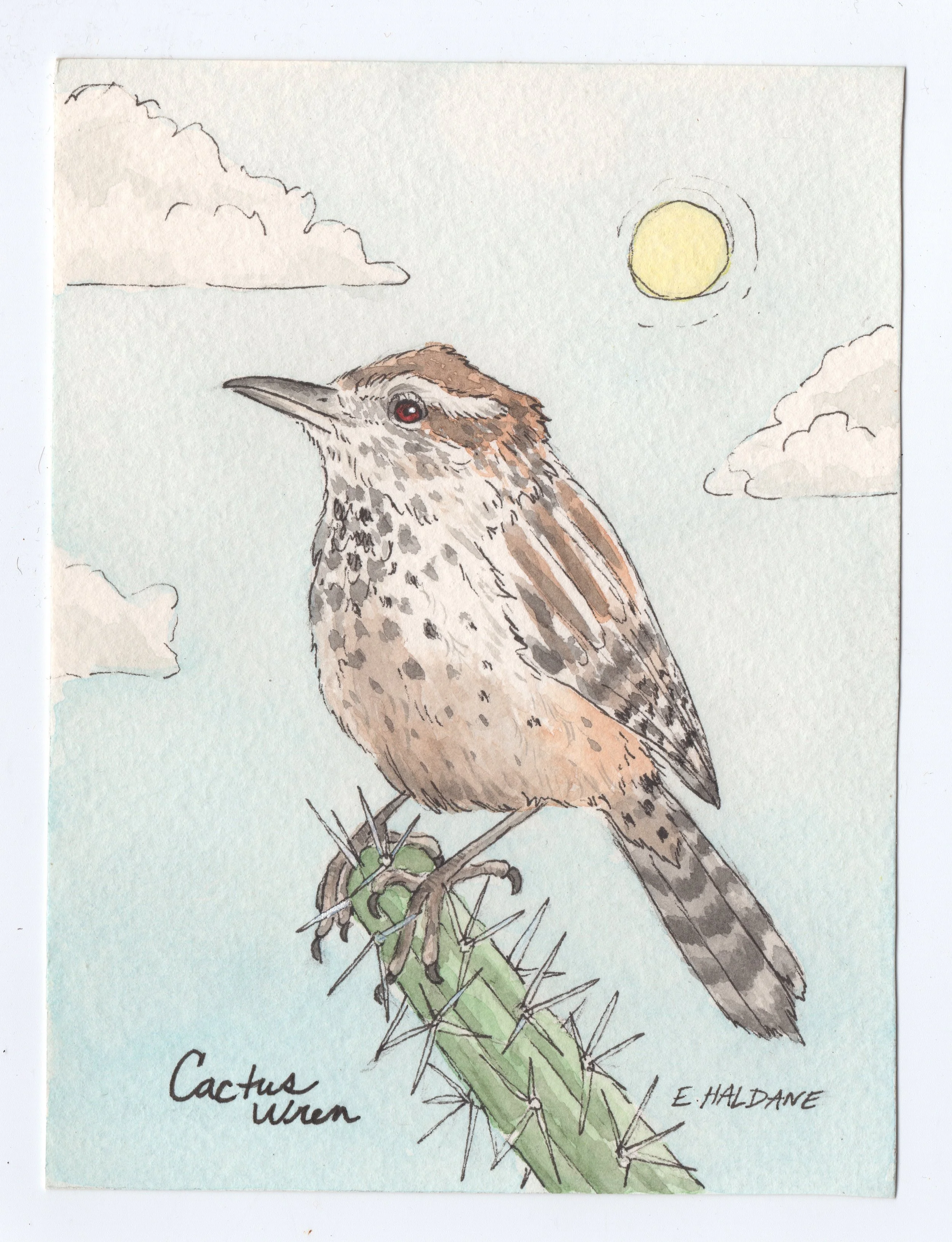 Bird - Cactus Wren.jpeg