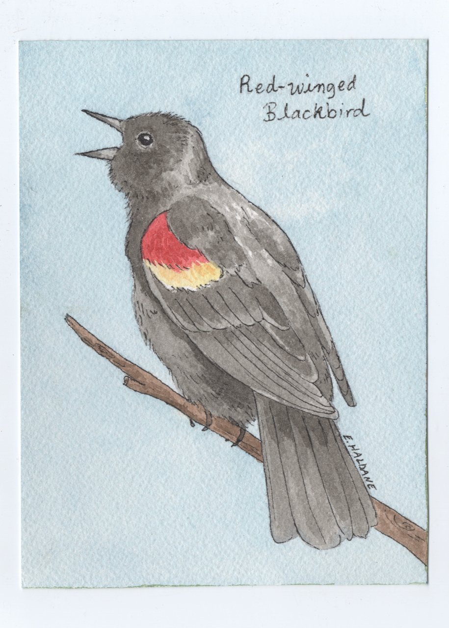 blackbird (1).jpeg
