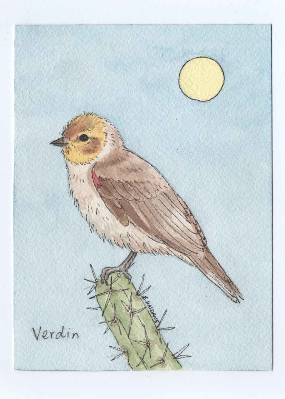 Verdin.jpeg