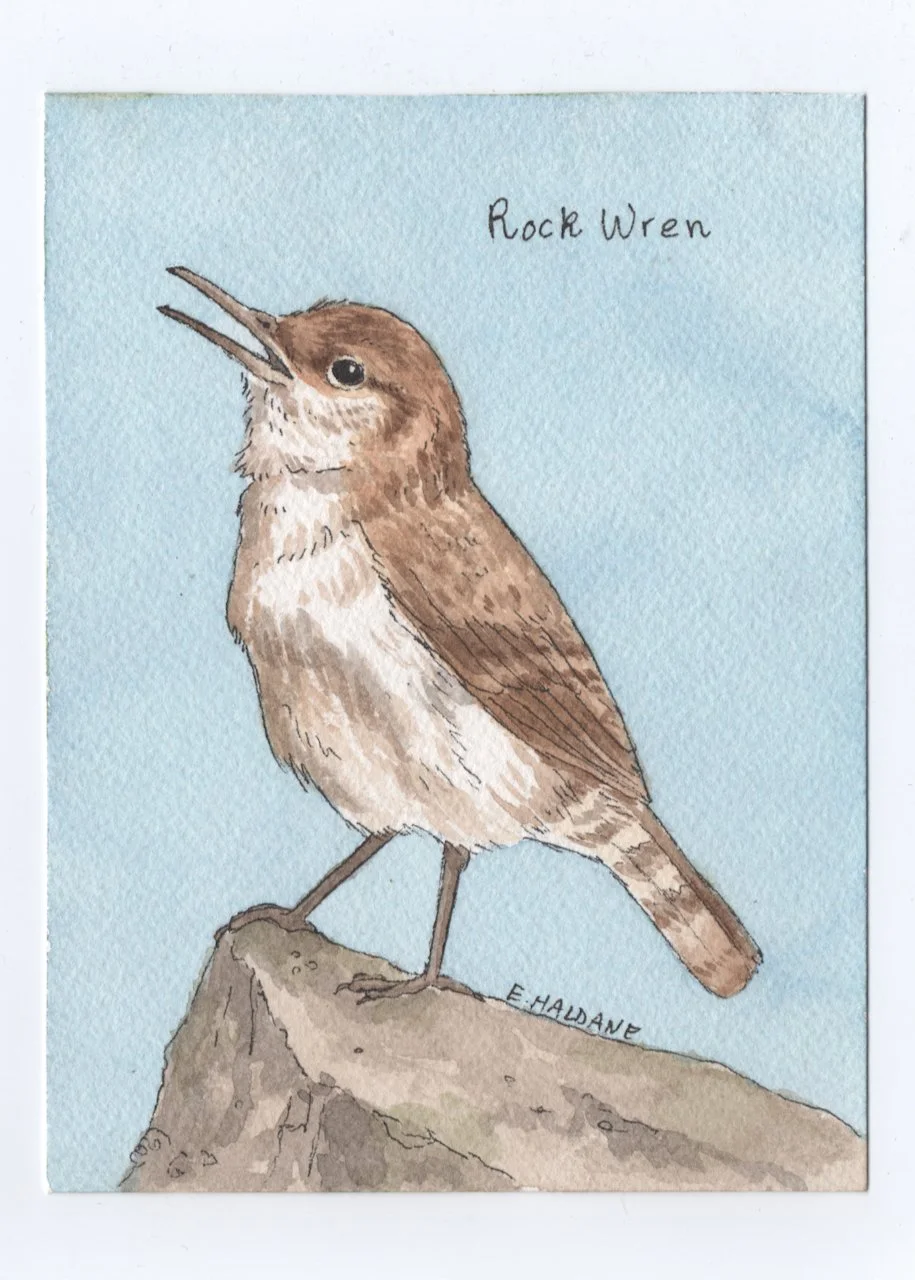 Rock Wren.jpeg