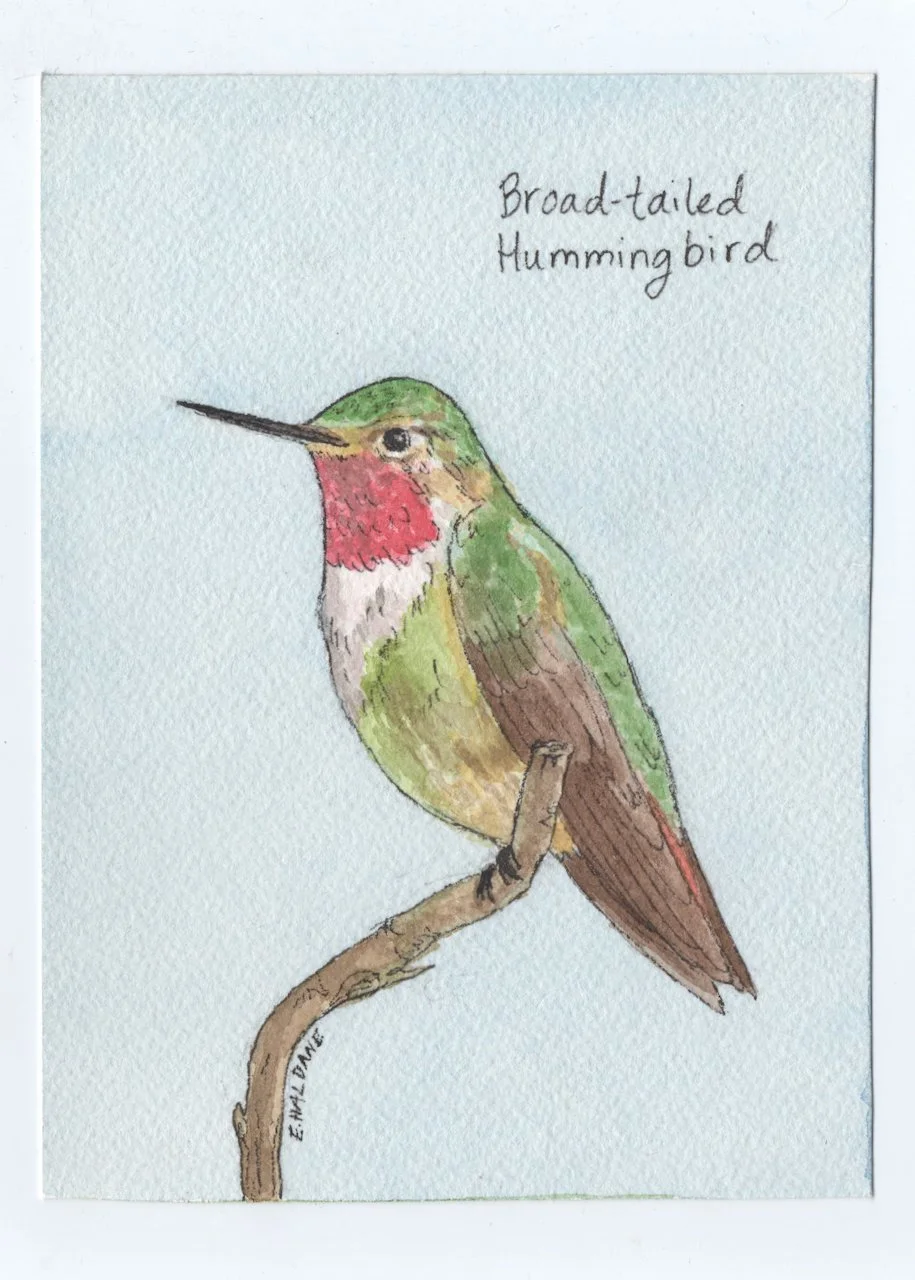 BT Hummingbird.jpeg