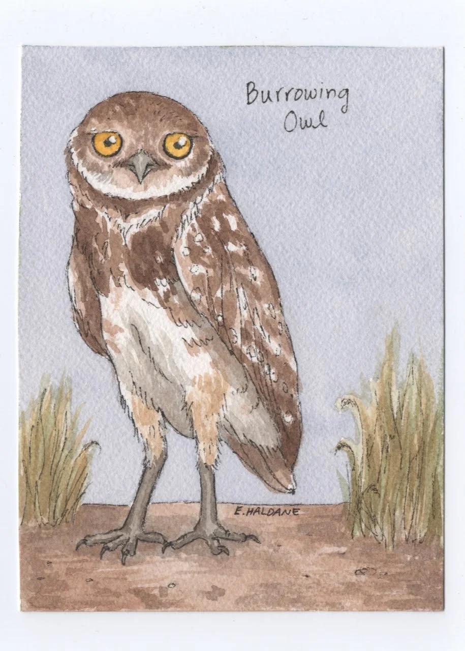 Burrowing Owl.jpg