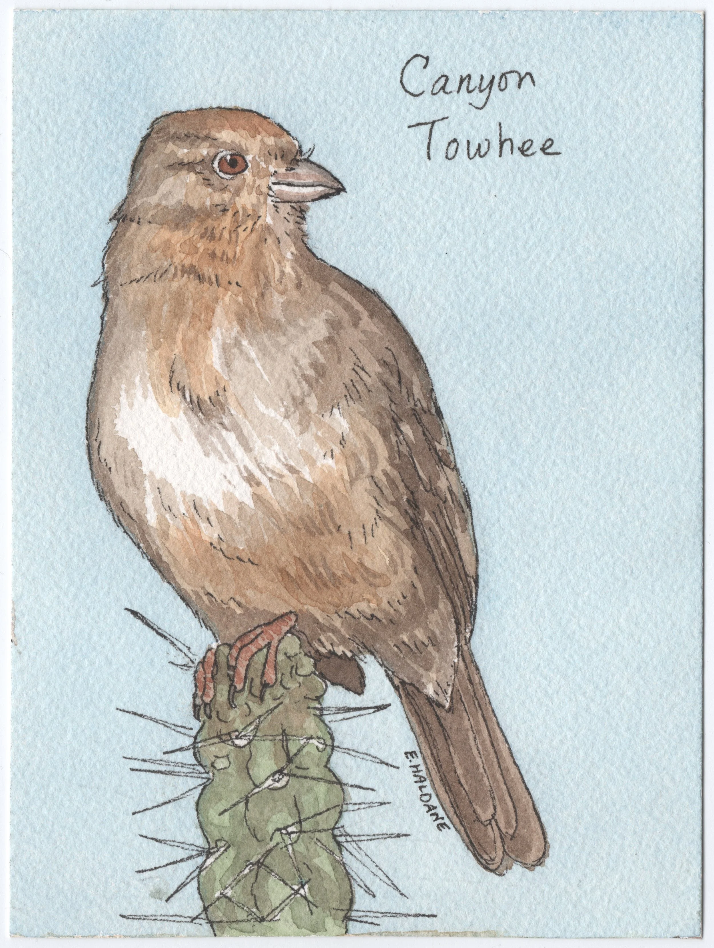 Canyon Towhee.jpg