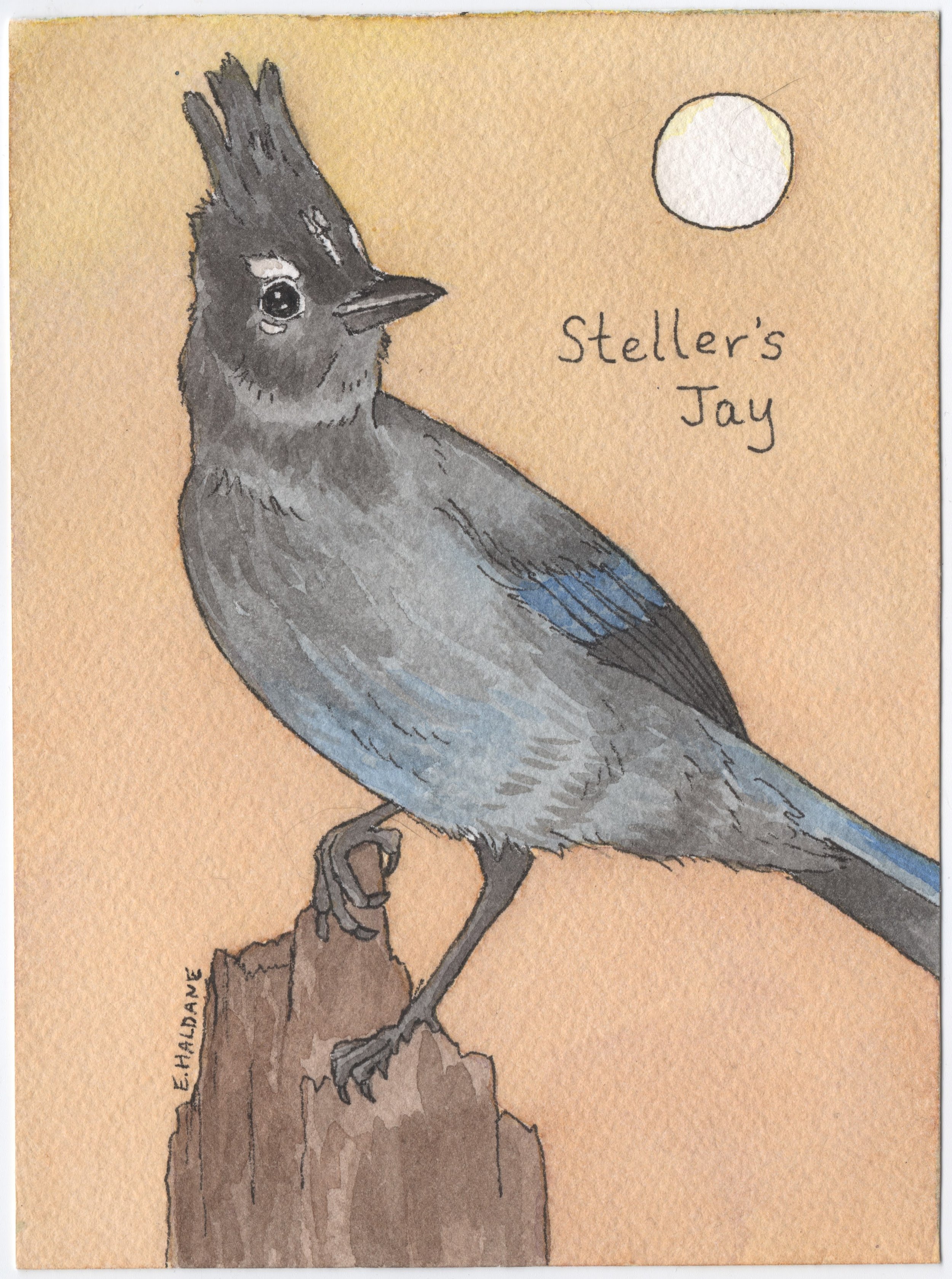 Steller's Jay.jpg