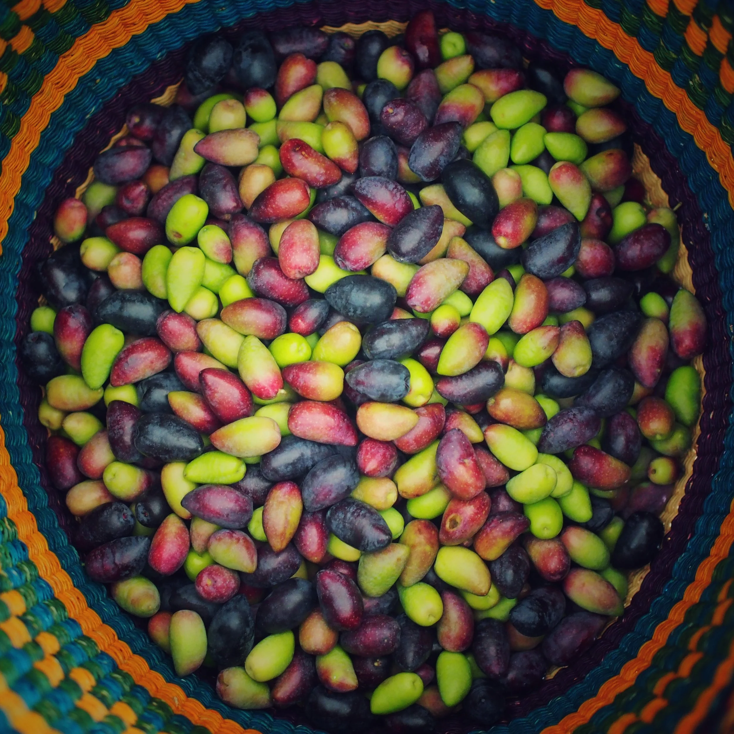 City foraging Olives