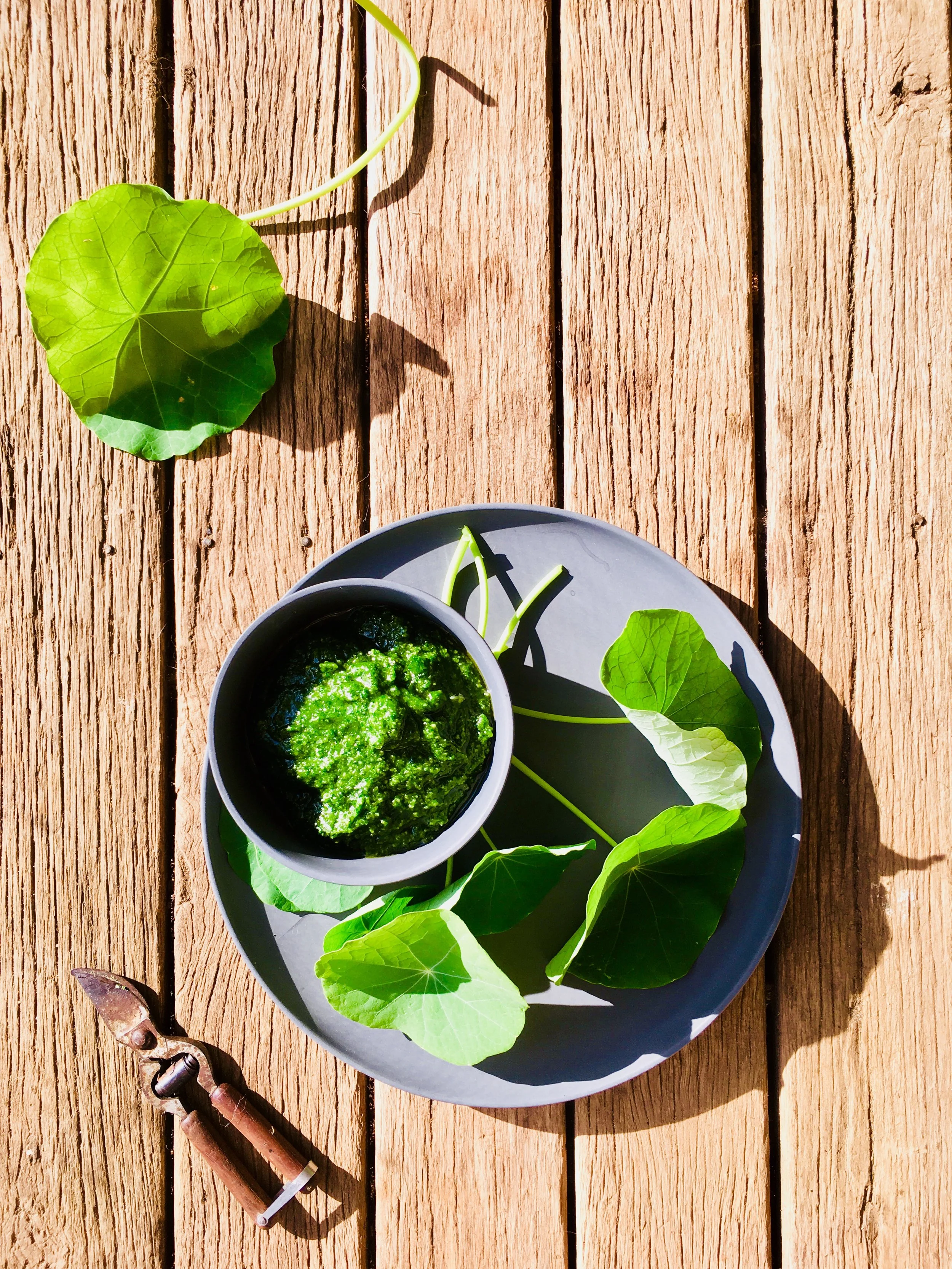 Nasturtium leaf pesto 