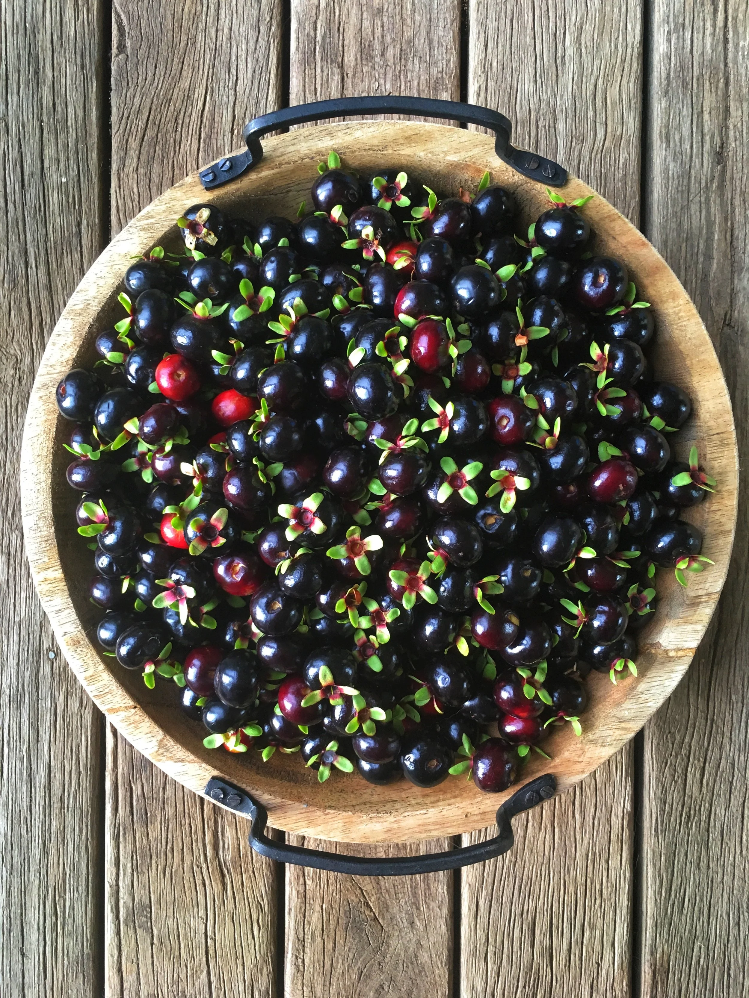 Grumichama harvest December 2018