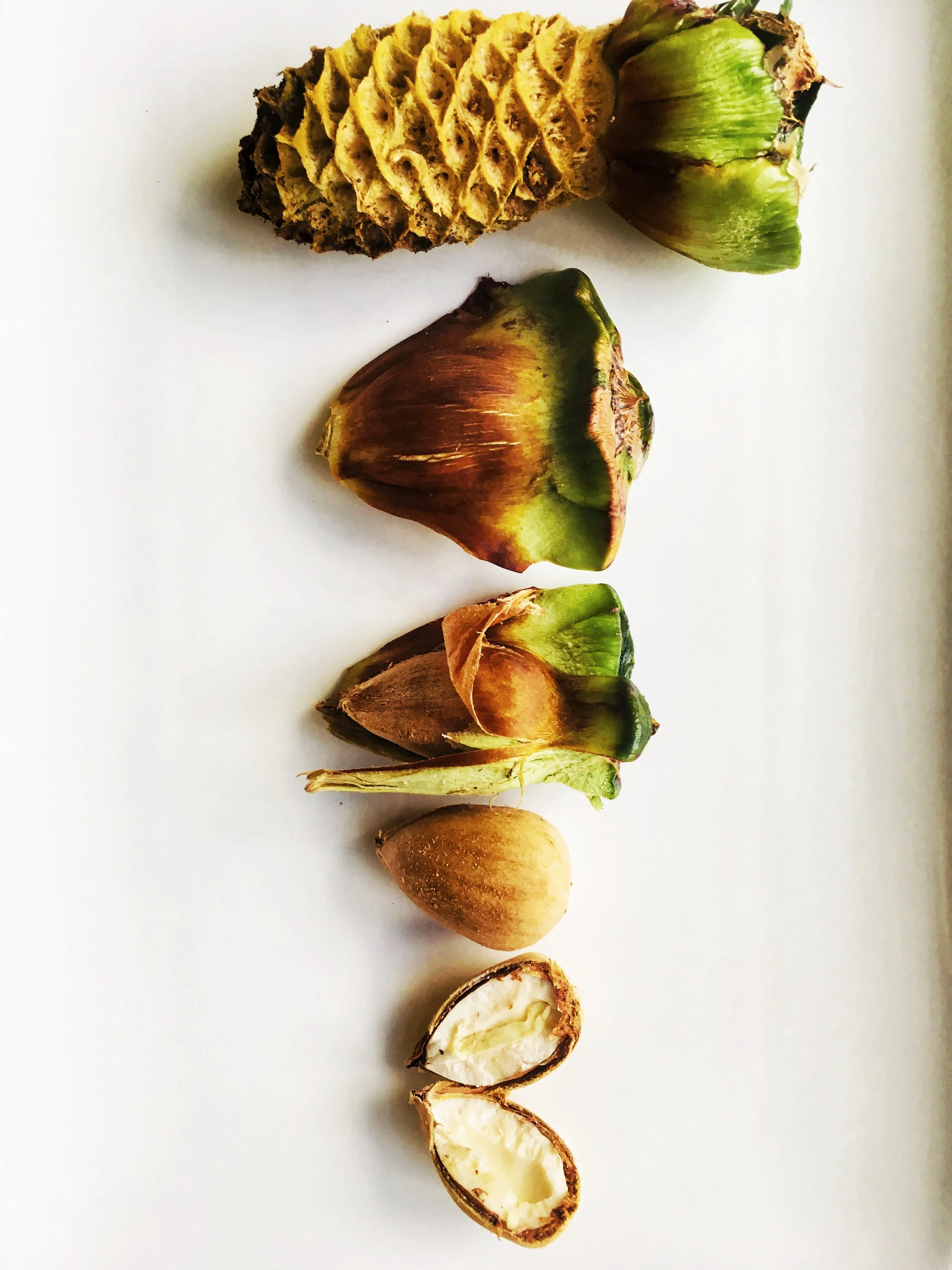 Bunya cone deconstructed January 2019