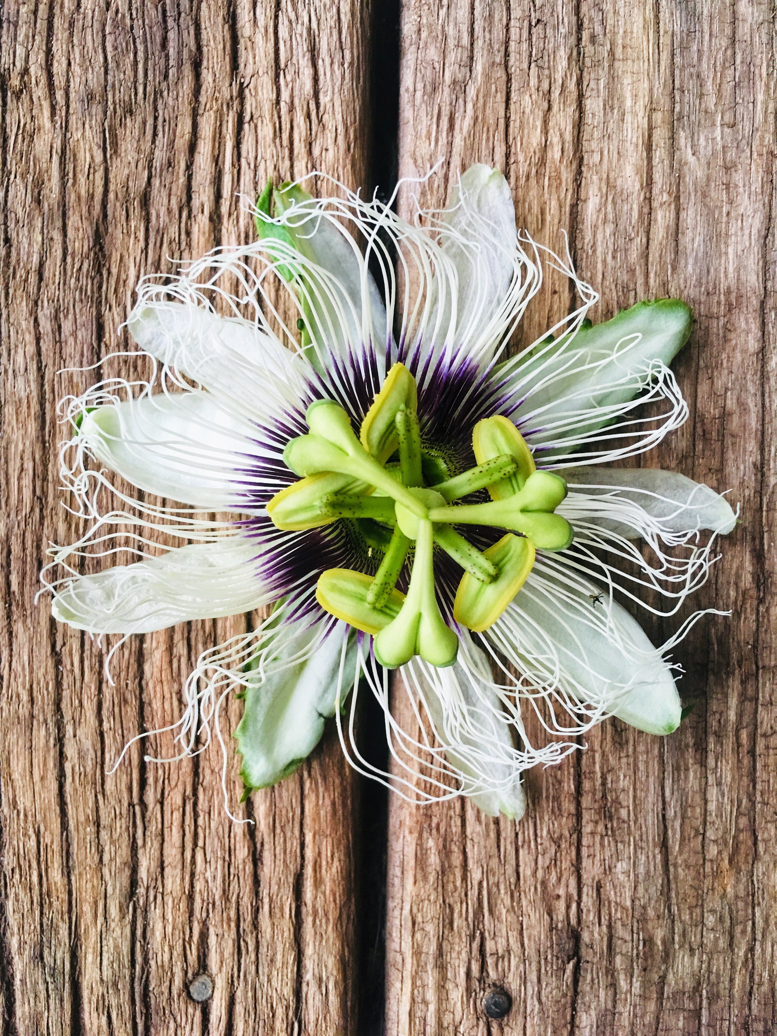 Passion fruit cordial