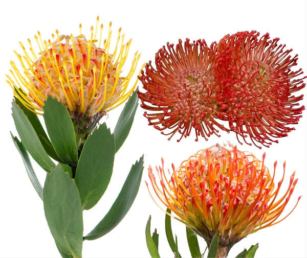 Pincushion Mix.jpeg