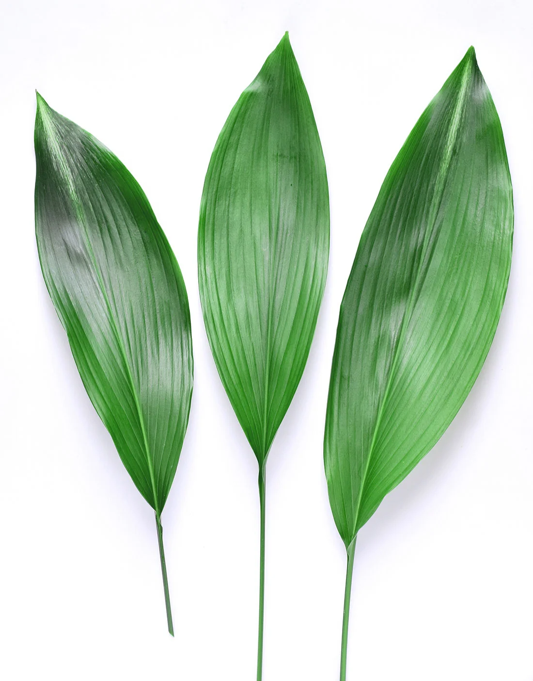 aspidistra-green.jpg