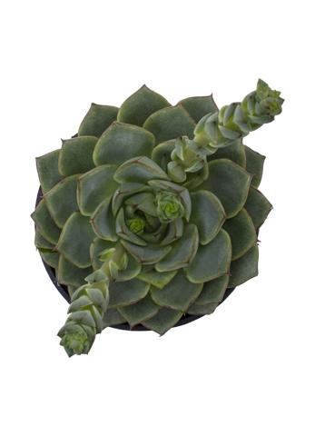 Echeveria_parva.jpg