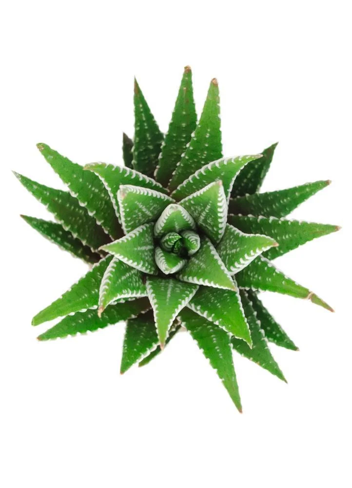 HaworthiaFasciata.jpg