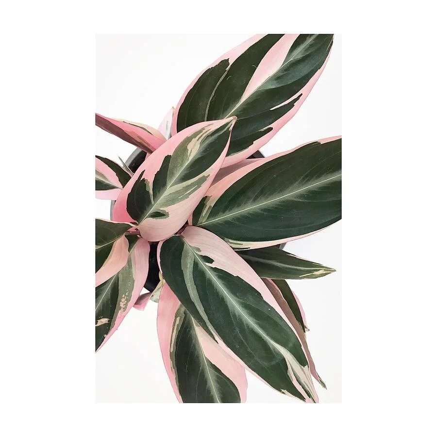 10 best house plants to add color to your living room — Liaisons De Fleurs