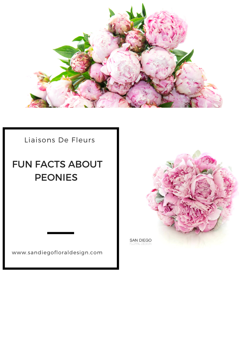 All About Peonies — Liaisons De Fleurs