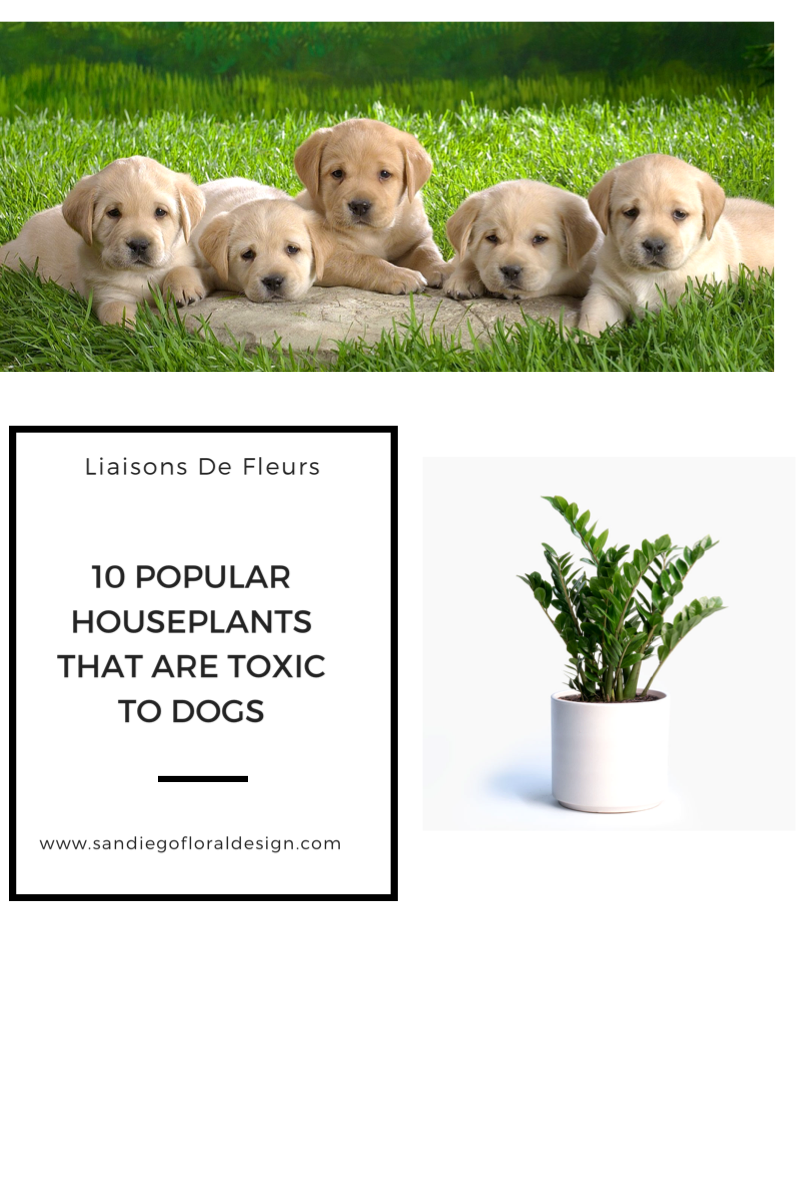 fiddle leaf fig safe for animals