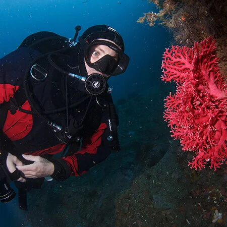 milford_sound_diving_red_coral.jpg