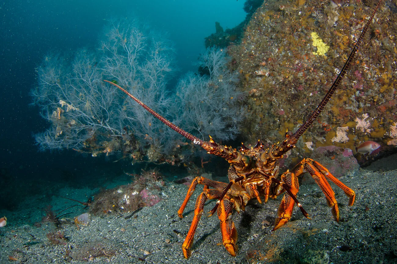 scuba_diving_milford_sound_crayfish.jpg