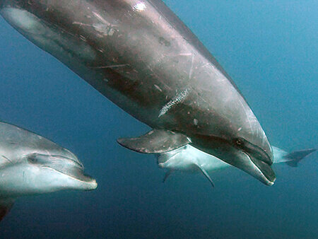 Milford Sound bottlenose dolphins