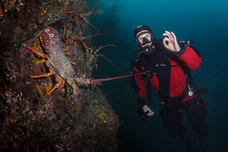 New Zealand rock lobster (crayfish)