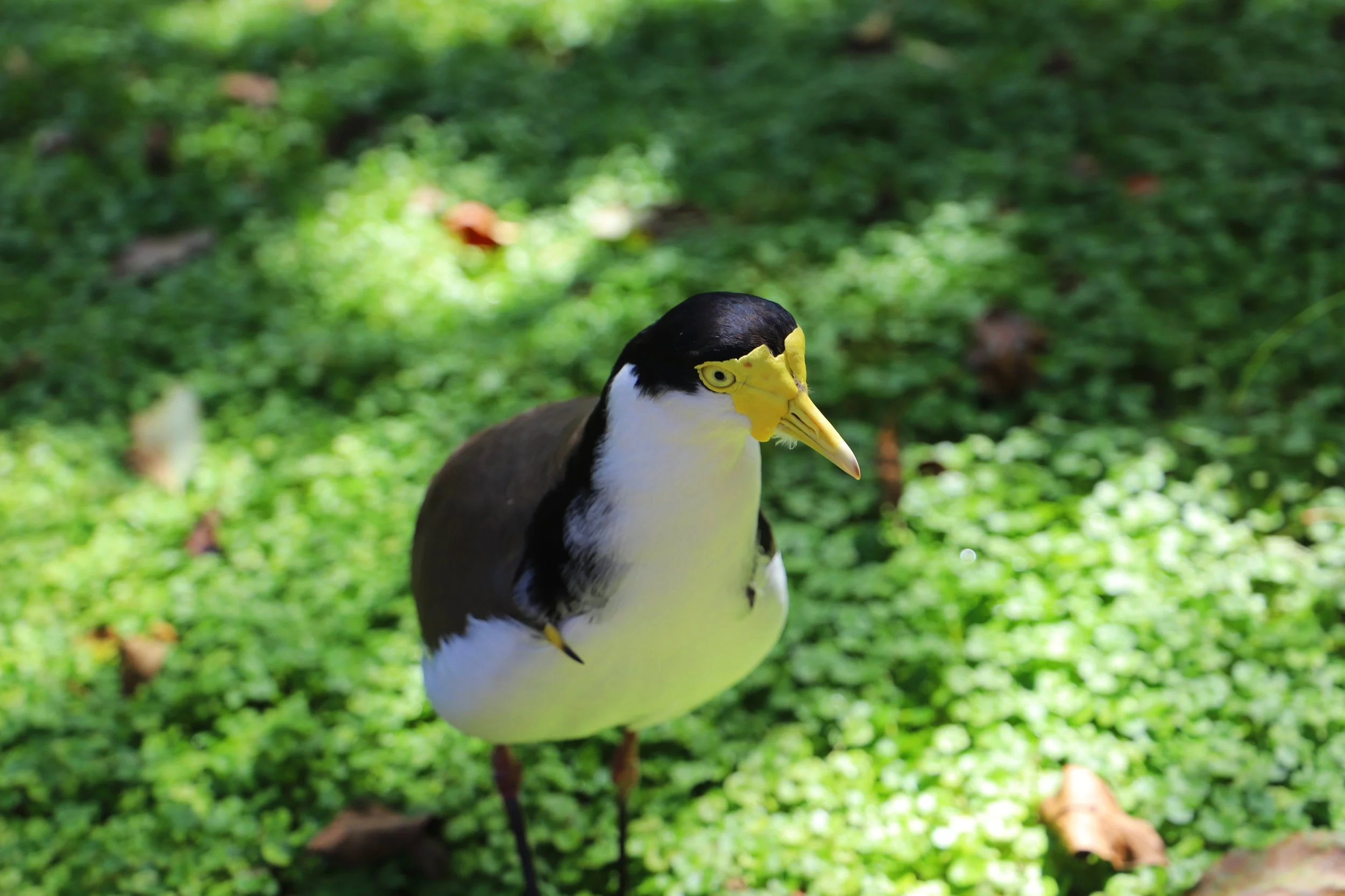 yellow billed